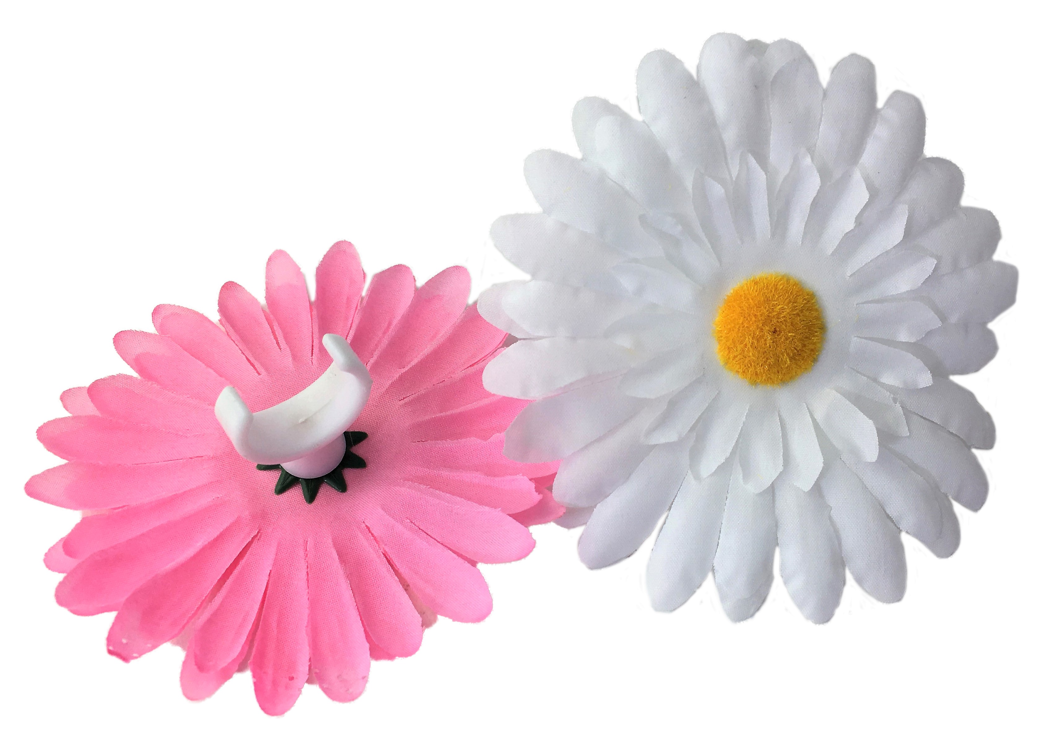 Lenkerblume Chrysantheme rosa und weiß